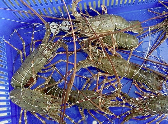 Bất[-]ngờ[-]4[-]loài[-]tôm[-]hùm[-]nổi[-]nhất[-]Việt[-]Nam